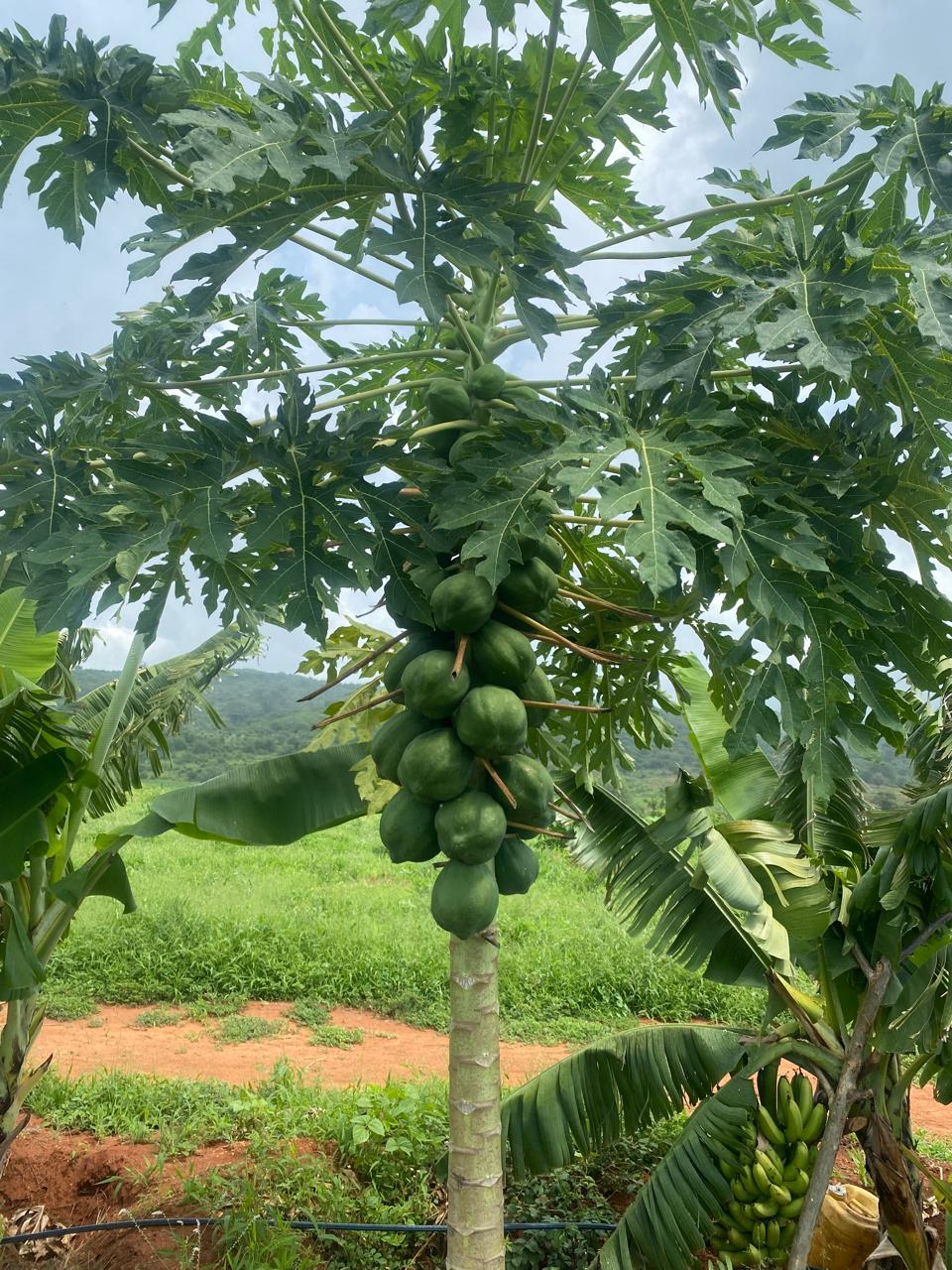 Tana Eco-Farm 🌍