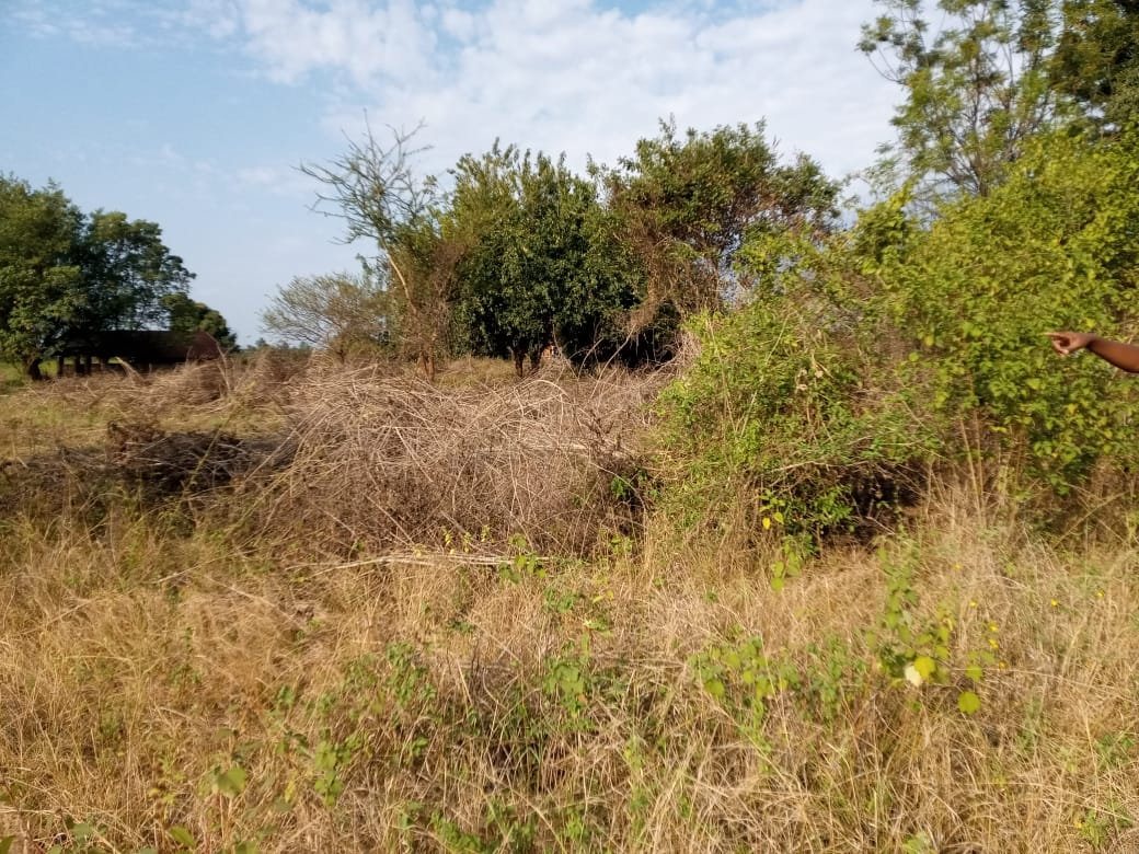 Gikindu Red Soil Farms